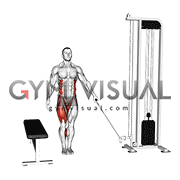 Cable Lateral Step-up (male)