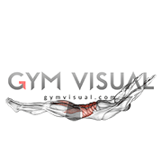 Lying Abdominal Scissors Crunch (male)