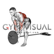 Lever Bent over Row (plate loaded)