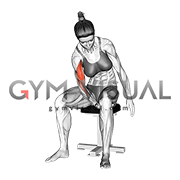 Negative Biceps Leg Concentration Curl (female)