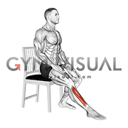 Seated Single Leg Tibialis Press (male)