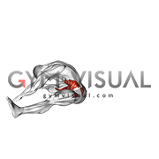 Split Stretch Spine Rolling (male)