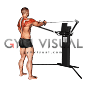 Cable Standing Reverse Fly (VERSION 3) gif