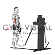 Cable Standing Biceps Curl (rope attachment) (VERSION 3)