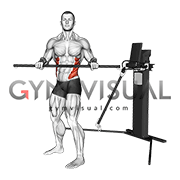 Cable Standing Torso Twist (VERSION 3) gif
