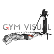 Cable Prone Single Leg Curl (VERSION 3) gif