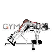 Weighted Plate Hyperextension (VERSION 2) (female)