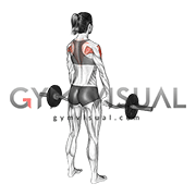 EZ-Bar Standing Upright Row (female)
