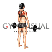 EZ-Bar Standing Upright Row (female)