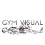 Lying Supine Straight Knee Raise (male)