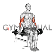 Dumbbell Seated Zottman Curl (male)