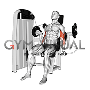 Lever Biceps Curl