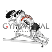 Lever Incline Chest Supported Reverse Delt Fly (plate loaded)