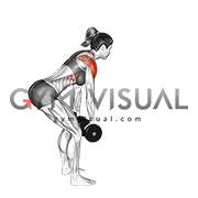 Dumbbell Bent over Y Raise (female)