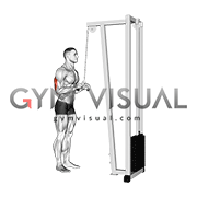 Cable Triceps Pushdown (V bar attachment)