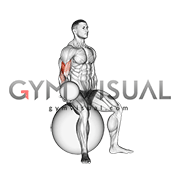Weighted Seated Bicep Curl  (on stability ball)