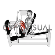 Lever Seated Squat