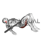 Barbell Glute Bridge