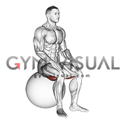 Exercise Ball Seated Hamstring Stretch