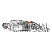 Lying Hip Flexor