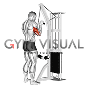 Cable Triceps Pushdown (SZ-bar)