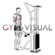 Cable Biceps Curl (SZ-bar)