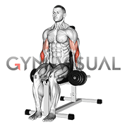 Dumbbell Seated Hammer Curl