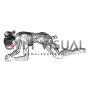 Kneeling Face Down Adductor Stretch