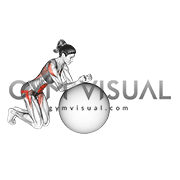 Stability Ball Rollout on Knees (female)